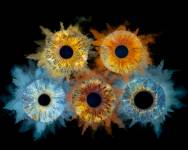 Cédric GIRARD - Studio Bouinotte