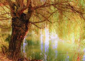 Annelise ROTH - Annelie R Photography